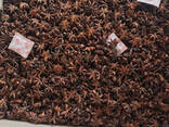 Anis Star from Vietnam - photo 3