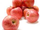 Apple - photo 1