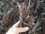 Arnebia Root - photo 2