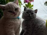 British shorthairs - фото 1