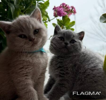 British shorthairs