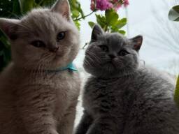 British shorthairs