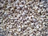 Cashew Nut Size W180 W240 W320 W450/ Certified WW320 Dried Cashew for Sale - фото 11