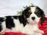 Cavalier king charles spaniel puppies for sale - photo 1