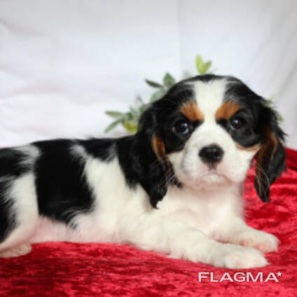 Cavalier king charles spaniel puppies for sale
