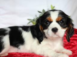 Cavalier king charles spaniel puppies for sale