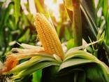 Corn feed - photo 1