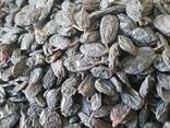Dried Fruits and Nuts for Export - photo 8