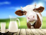Drink milk powder 26% fat content - фото 15