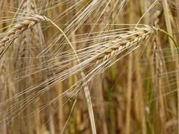 Feed barley