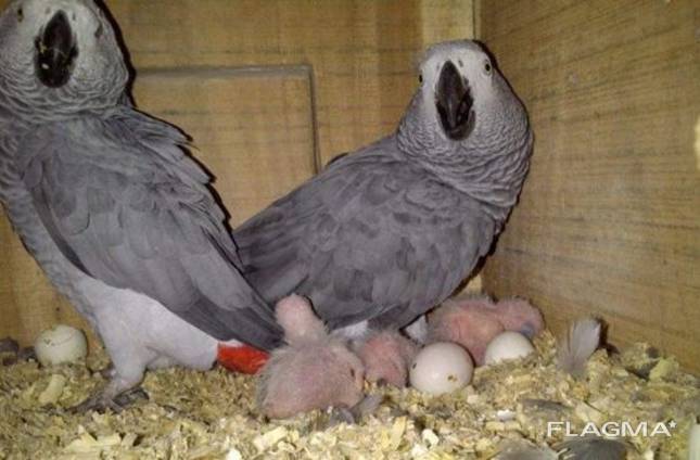 fresh and fertile parrot eggs for sale