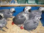 Fresh Parrot Fertile Eggs and Parrots For Sale - photo 3