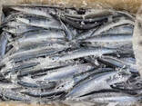 Mackerel Whole Round BQF Frozen Fish for Grilling Baking and Family Dinners Grade a - фото 2