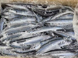 High quality horse mackerel frozen wild caught wholesale seafood supply for international