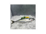 Mackerel Whole Round BQF Frozen Fish for Grilling Baking and Family Dinners Grade a - фото 1