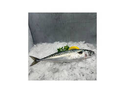 Frozen Horse Mackerel Fish Grade a BQF/IQF IWP Packaging Whole 10kg