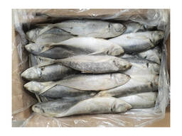 High Quality Seafood Whole Fish Horse Mackerel Frozen Pacific Mackerel Fish