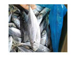 Mackerel Whole Round BQF Frozen Fish for Grilling Baking and Family Dinners Grade a - фото 1