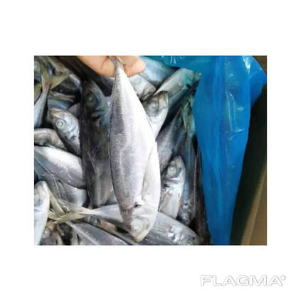 Mackerel Whole Round BQF Frozen Fish for Grilling Baking and Family Dinners Grade a