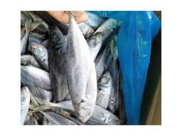 Mackerel Whole Round BQF Frozen Fish for Grilling Baking and Family Dinners Grade a