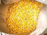 Grade 2 Yellow Corn Maize Fast Shipping for Human &amp; Animal Feed - photo 2