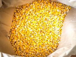 Yellow Red Maize Corn For Animal feed Quality Dried Yellow Maize Corn / Premium Quality