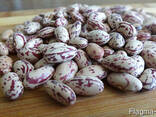 Quality 3D beans from Kyrgyzstan Фасоль