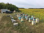 Sell natural honey - photo 6