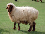 Шерсть овечья - фото 1