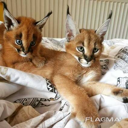 Well tamed Exotics cats. (Ocelots, Caracals and F1 - F3 savannah and Serval)