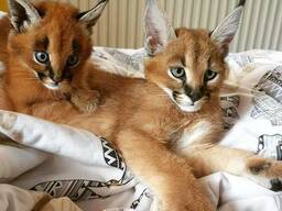 Amed Exotics cats. (Ocelots, Caracals and F1 - F3 savannah and Serval)