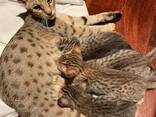 Well tamed Exotics cats. (Ocelots, Caracals and F1 - F3 savannah and Serval) - photo 3