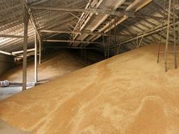Wheat protein 10,5% -11,5% -12,5%