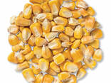Wholesale Organic Dried Yellow Maize Corn for Animal Feed - photo 3