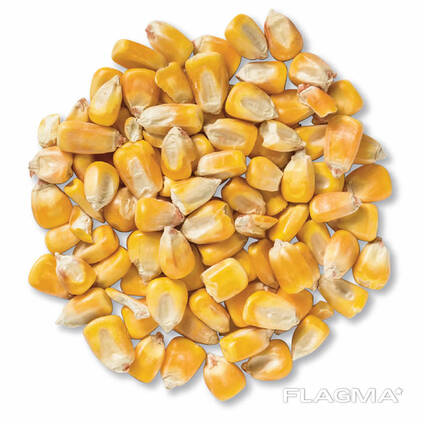 Yellow Corn/ Yellow Corn for Human Consumption Non Gmo Yellow Corn/ Yellow Corn for Animal