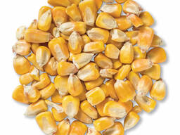 Yellow Corn/ Yellow Corn for Human Consumption Non Gmo Yellow Corn/ Yellow Corn for Animal