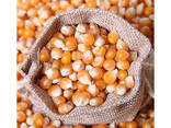 Wholesale Organic Dried Yellow Maize Corn for Animal Feed - photo 1