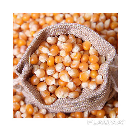 Wholesale Organic Dried Yellow Maize Corn for Animal Feed